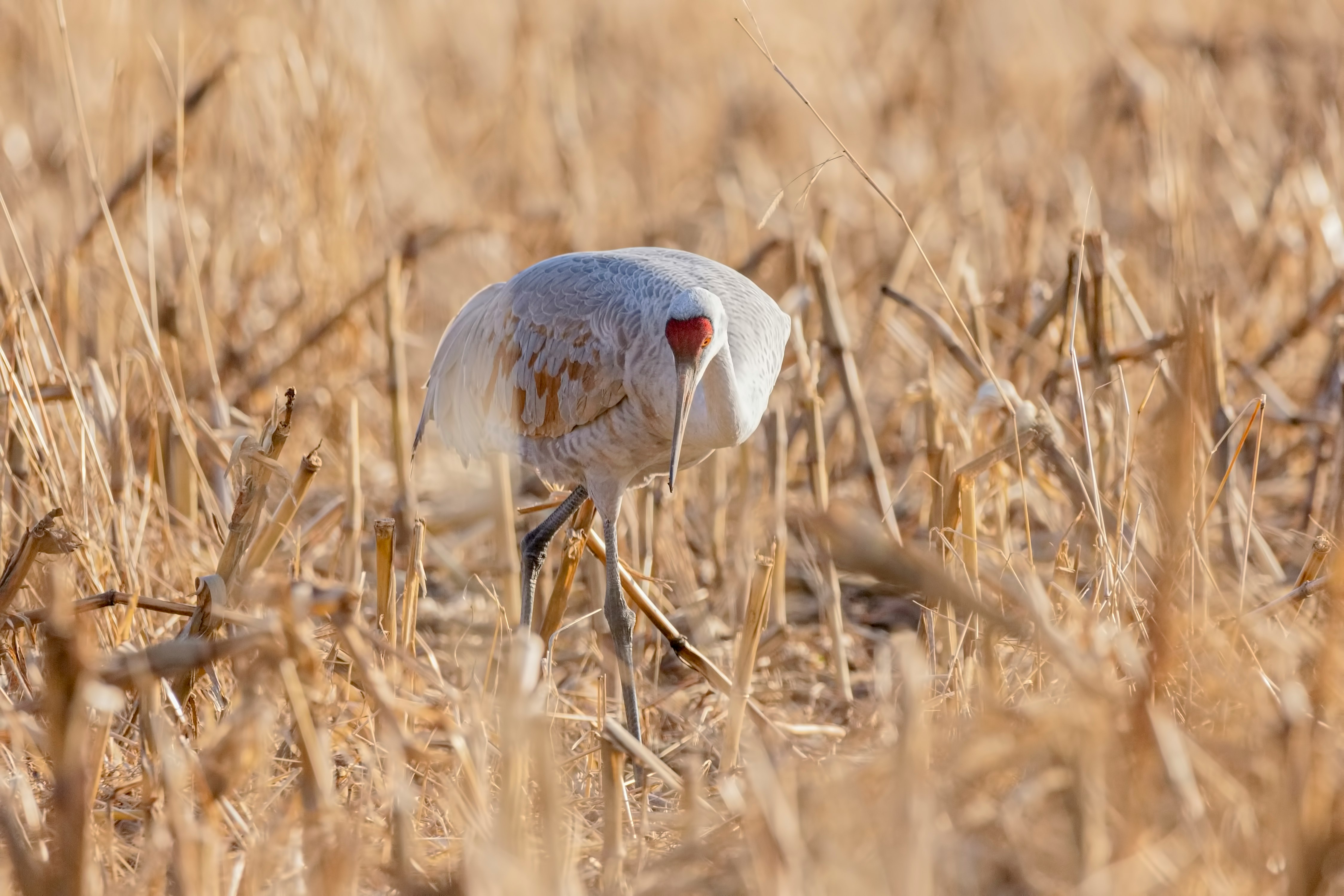 white bird on grass field